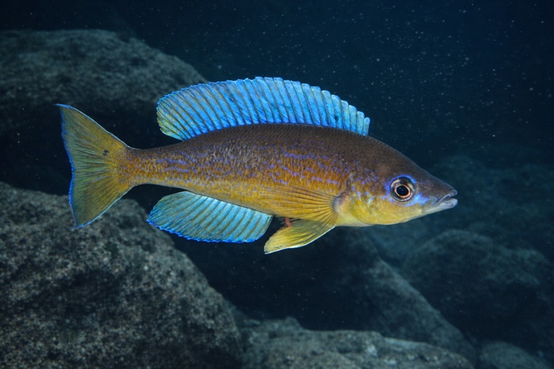 Cyprichromis microlepidotus 'Milima Island'
